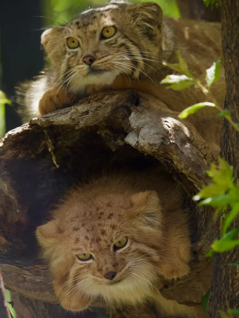 エレバン動物園のマノーとナノーの写真