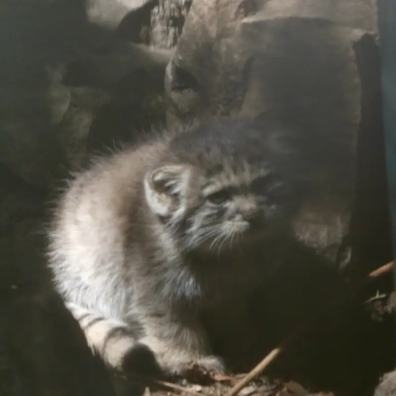 ブダペスト動物園＆植物園のボリス Ⅱの写真