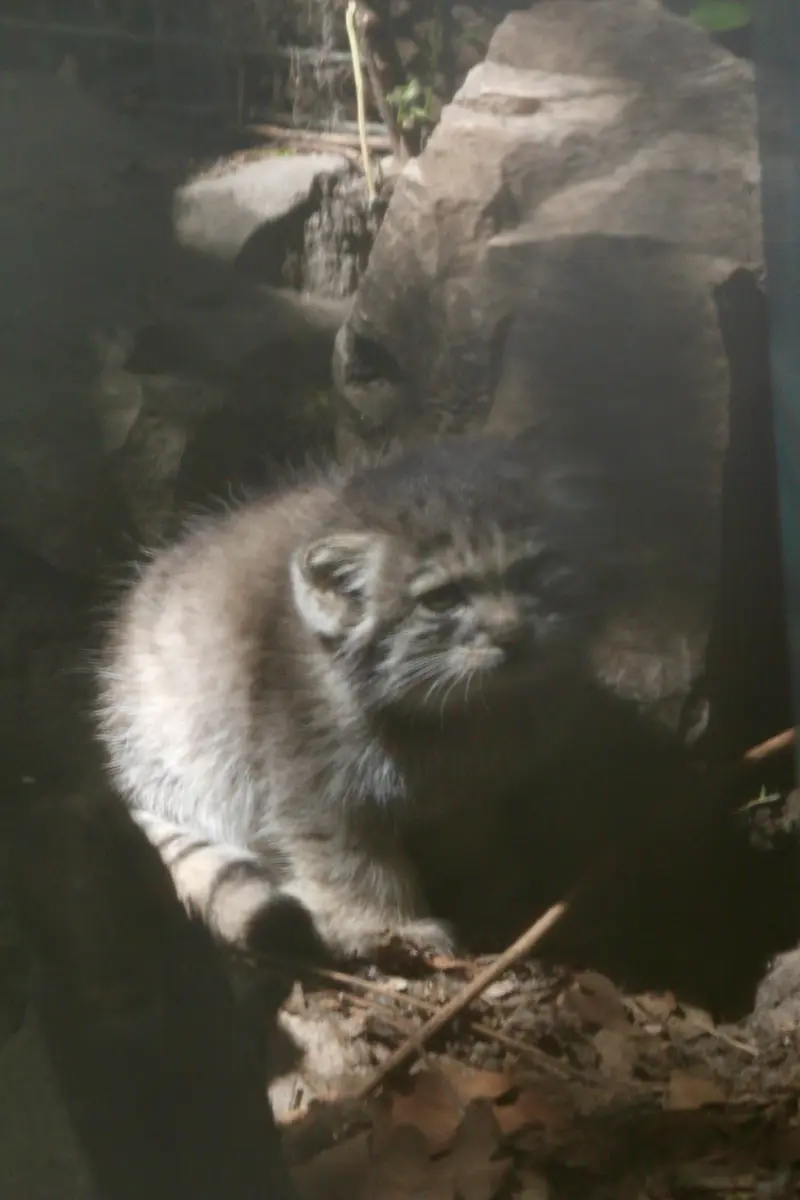 ブダペスト動物園＆植物園のボリス Ⅱの写真