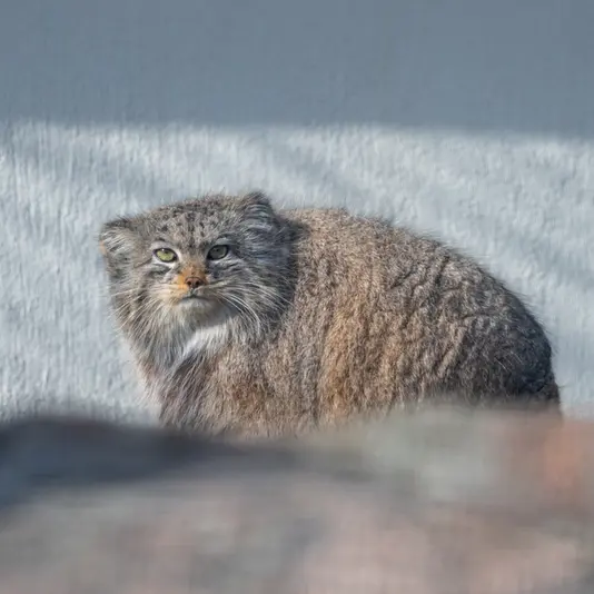 コルケアサーリ動物園のミミの写真