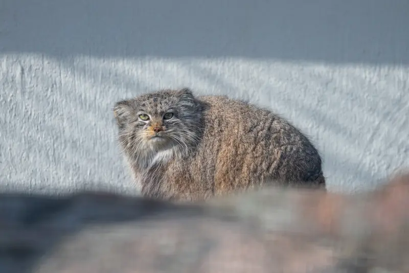 コルケアサーリ動物園のミミの写真