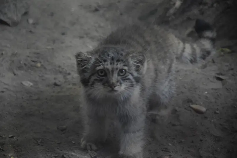 ブダペスト動物園・植物園のマヌルネコの写真