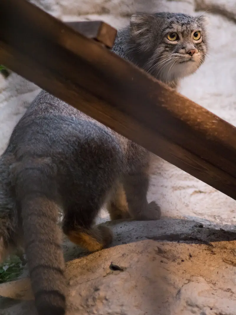 野毛山動物園のフィーガの写真