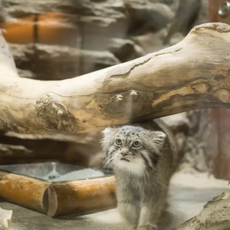 恩賜上野動物園のクリョンの写真