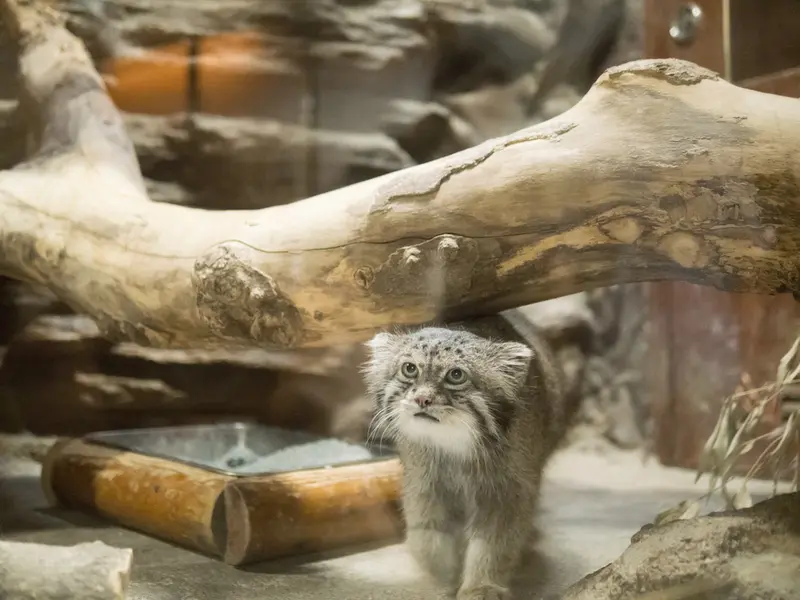 恩賜上野動物園のクリョンの写真