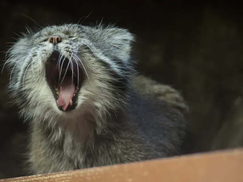 恩賜上野動物園のクリョンの写真