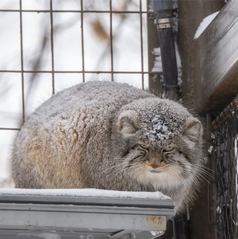 カルガリー動物園 / ワイルダー研究所のペマの写真