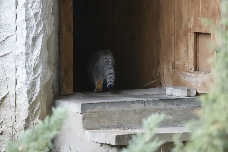 モスクワ動物園のティモフェイの写真