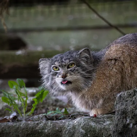 バナム動物園のクルキの写真