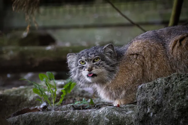 バナム動物園のクルキの写真