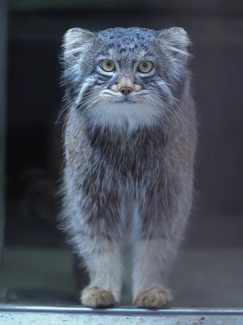 野毛山動物園のフィーガの写真