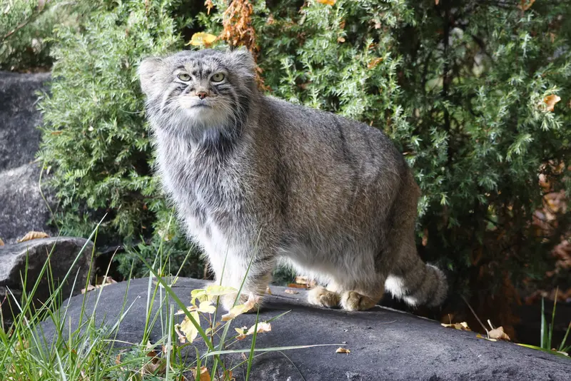 モスクワ動物園のティモフェイの写真