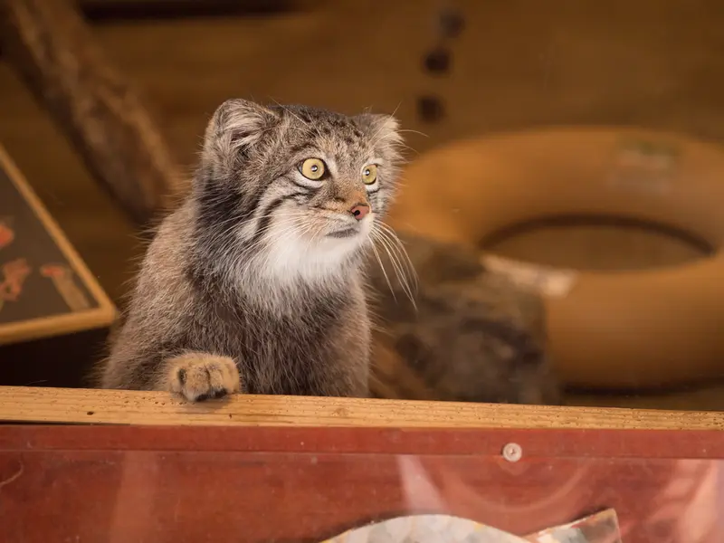 埼玉県こども動物自然公園のオトの写真