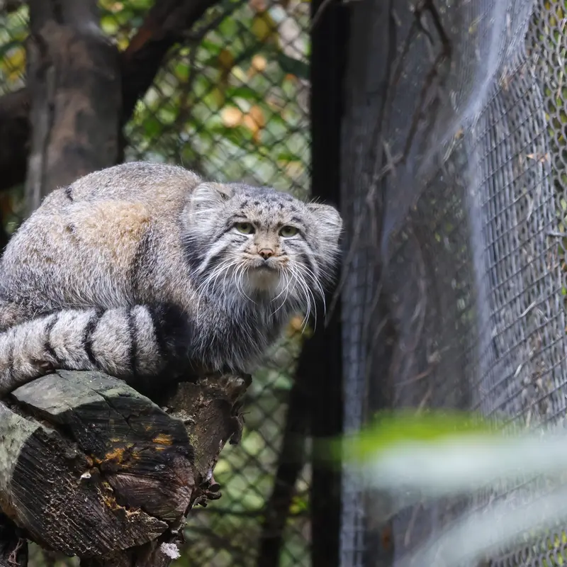 ノヴォシビルスク動物園のグレイの写真