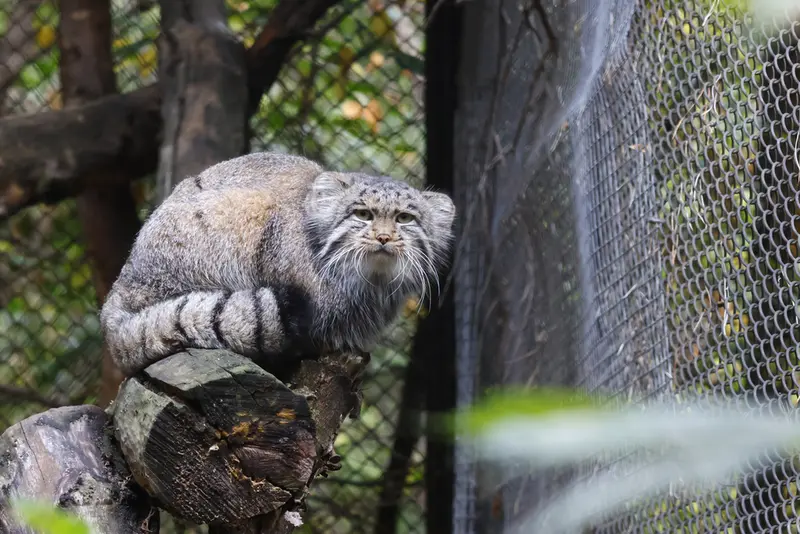 ノヴォシビルスク動物園のグレイの写真