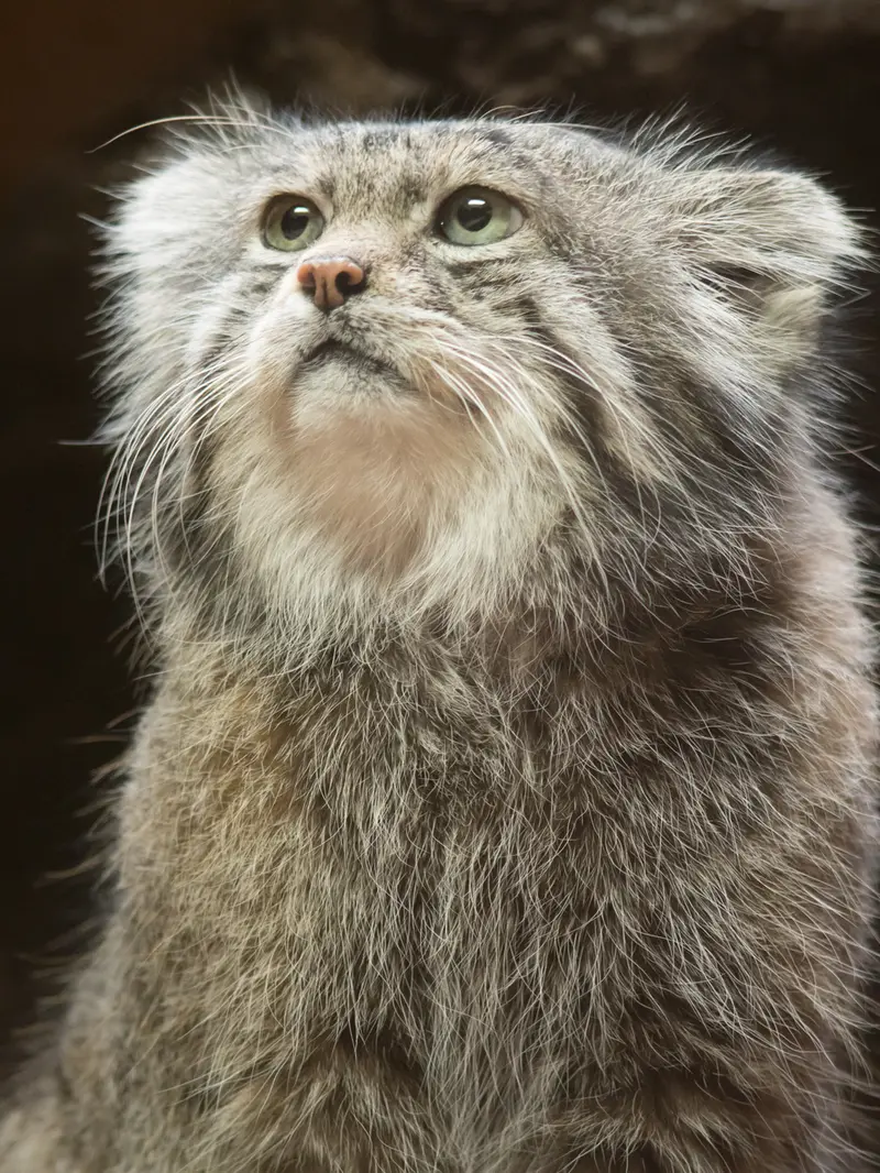 恩賜上野動物園のクリョンの写真
