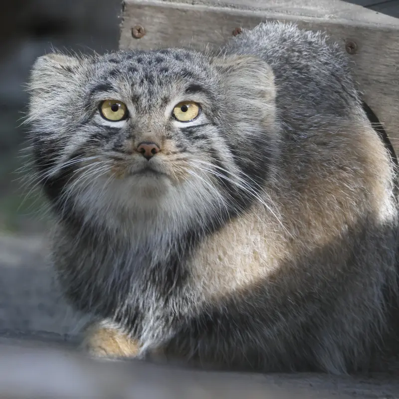ノヴォシビルスク動物園のメンスの写真