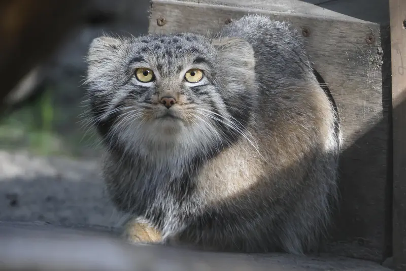 ノヴォシビルスク動物園のメンスの写真
