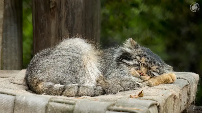 ノヴォシビルスク動物園のジョージの写真