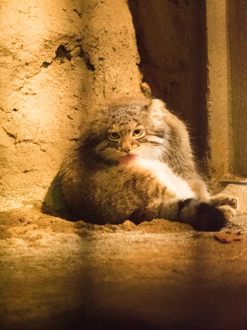 野毛山動物園のフィーガの写真