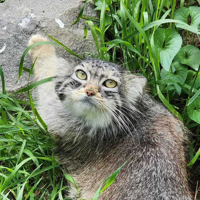 ダコタ動物園のローラの写真