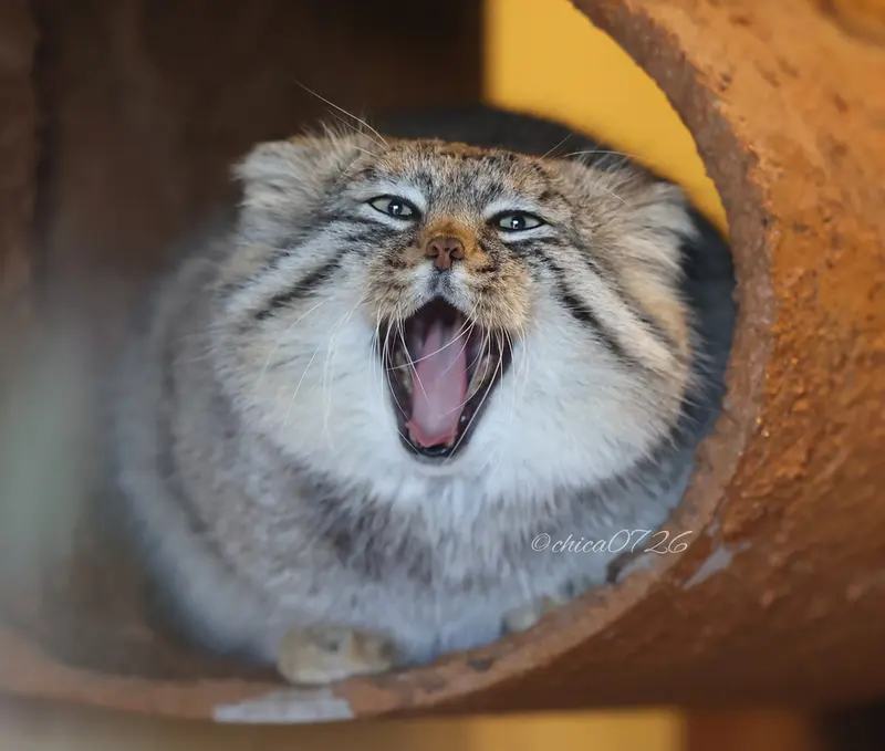 埼玉県こども動物自然公園のロータスの写真
