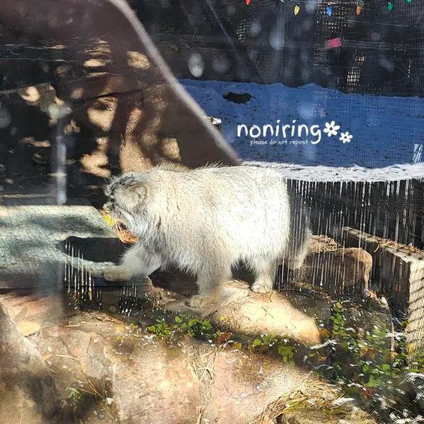 プエブロ動物園のオリーブの写真