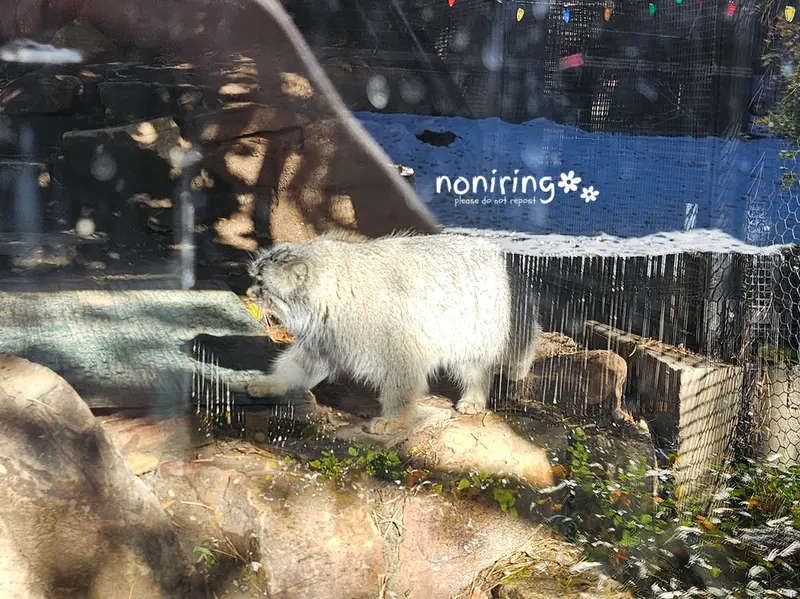 プエブロ動物園のオリーブの写真