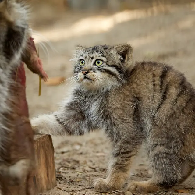 ノヴォシビルスク動物園のイヴとボリスの写真