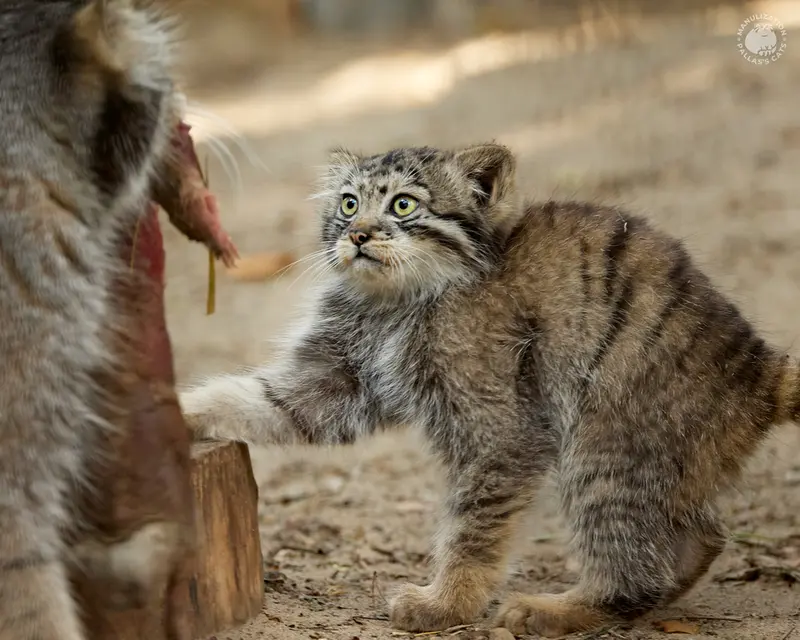 ノヴォシビルスク動物園のイヴとボリスの写真