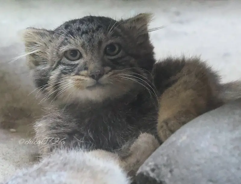 恩賜上野動物園のフィーガの写真