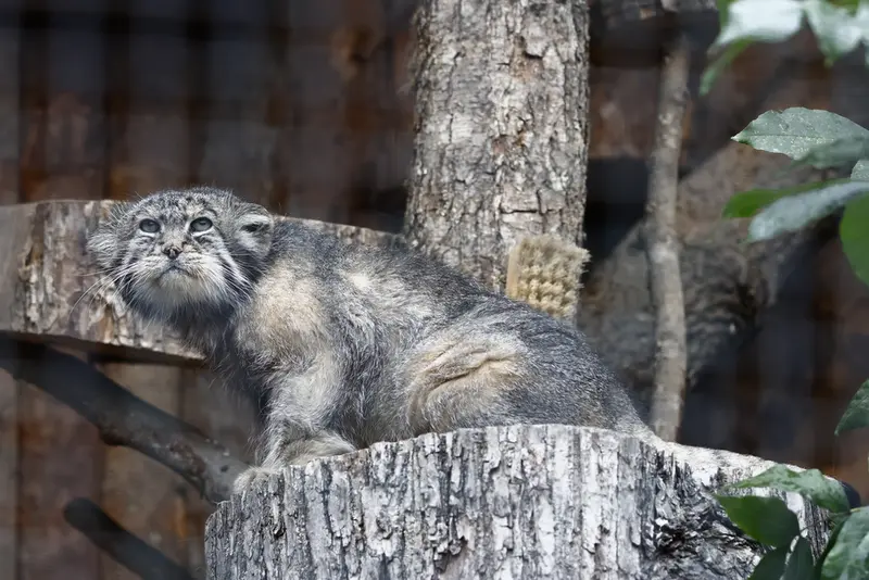 レニングラード動物園のスヴェンの写真