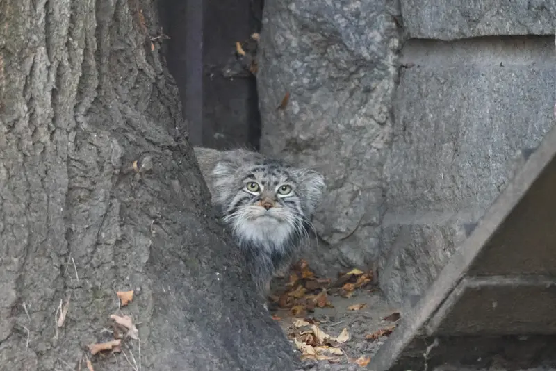 モスクワ動物園のティモフェイの写真