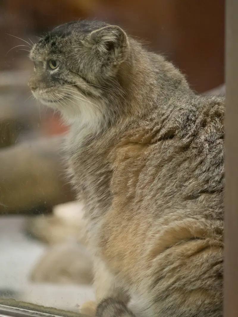 恩賜上野動物園のプリームラの写真