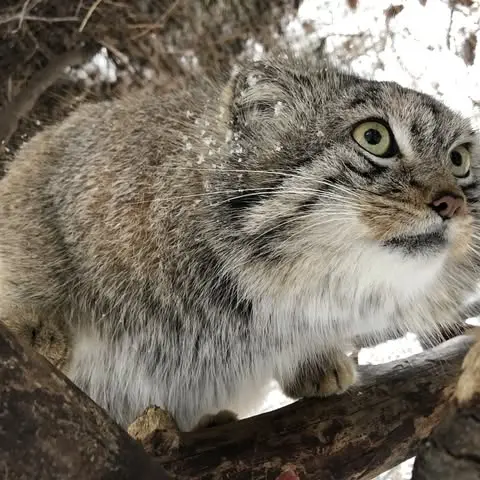 シャイアン・マウンテン動物園のボーの写真
