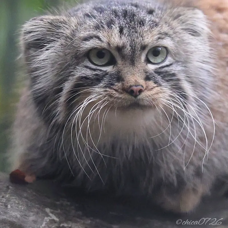 ノヴォシビルスク動物園のガビの写真