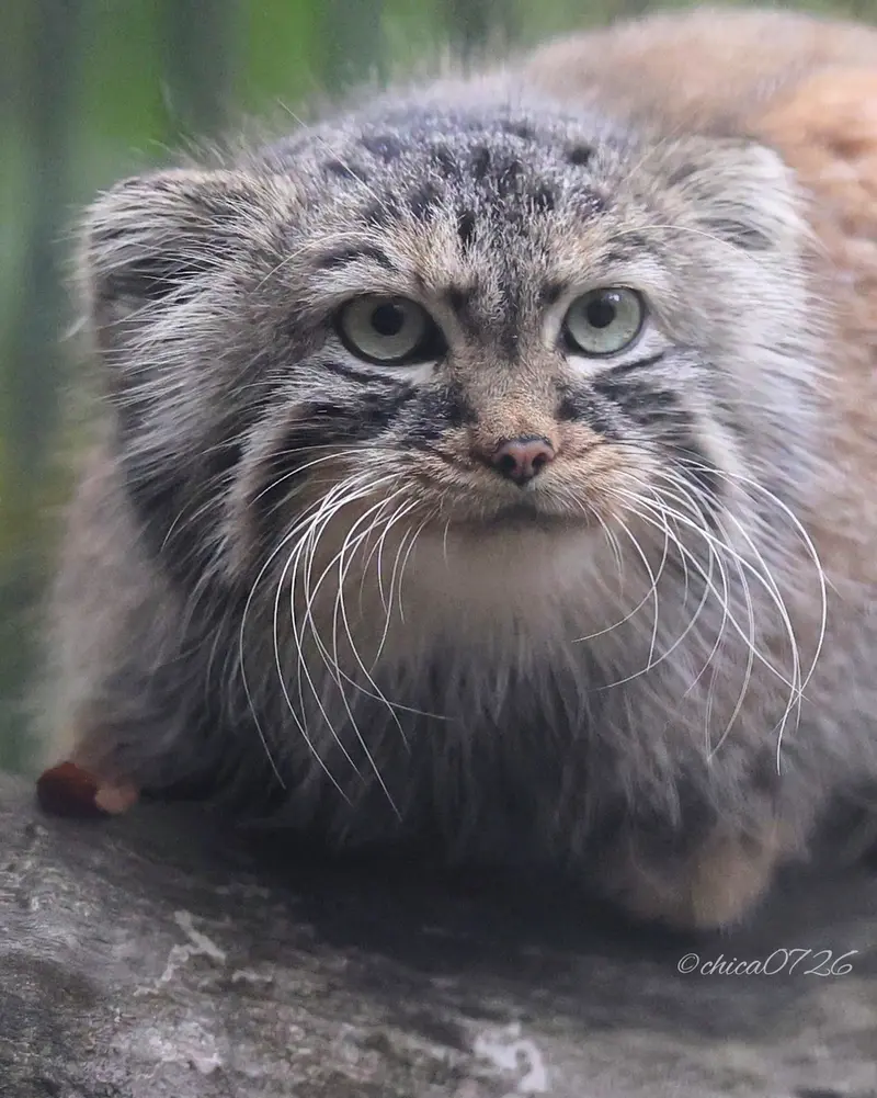 ノヴォシビルスク動物園のガビの写真