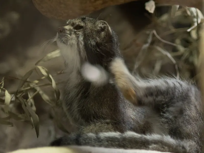 恩賜上野動物園のクリョンの写真