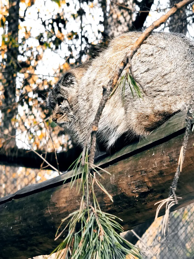 ノヴォシビルスク動物園のアデルの息子（2026年生まれ）Ⅲの写真