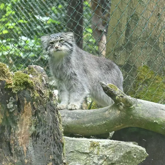 オペル動物園のバトゥの写真