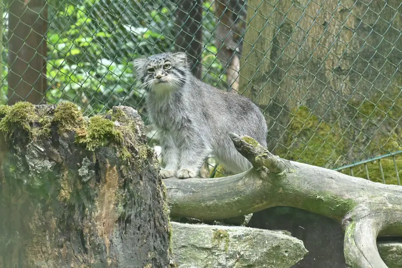 オペル動物園のバトゥの写真