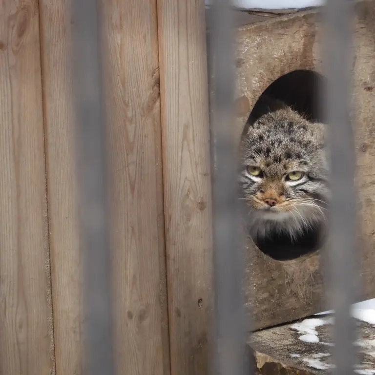ノヴォシビルスク動物園のレオンの写真