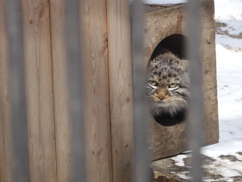 ノヴォシビルスク動物園のレオンの写真
