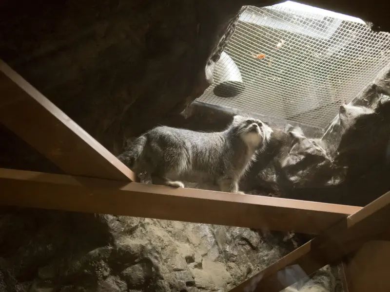 恩賜上野動物園のクリョンの写真