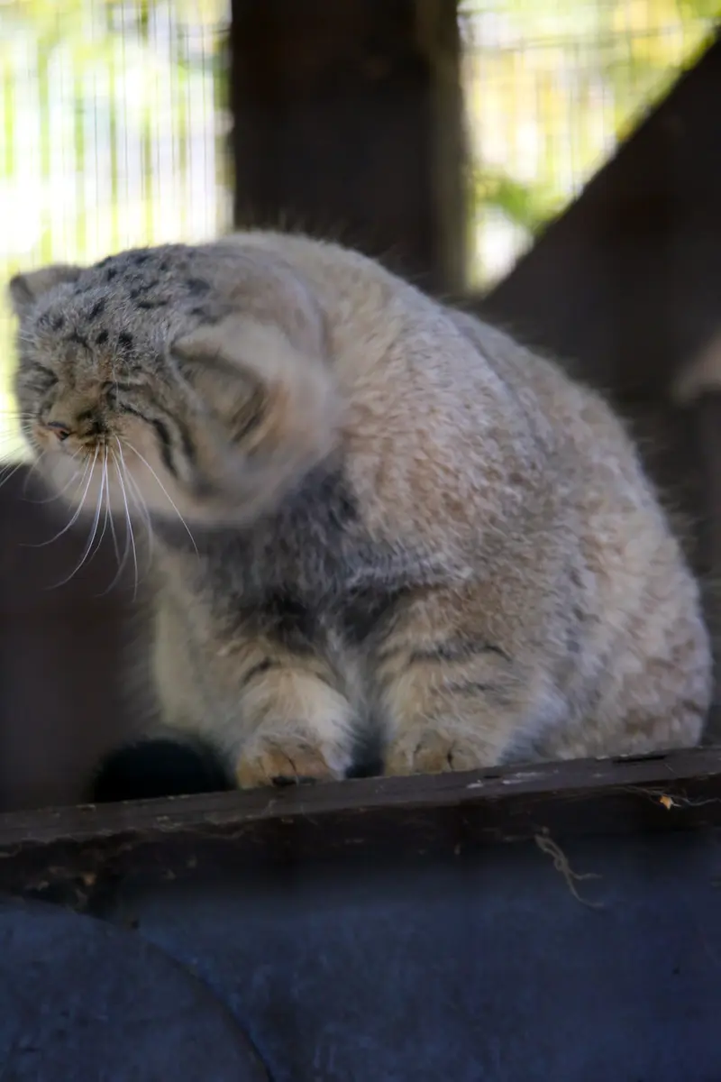 コシツェ動物園のアラニの子（2026年生まれ）Ⅱの写真
