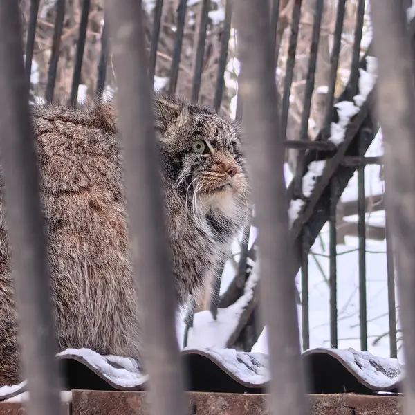 ノヴォシビルスク動物園のマリクの写真