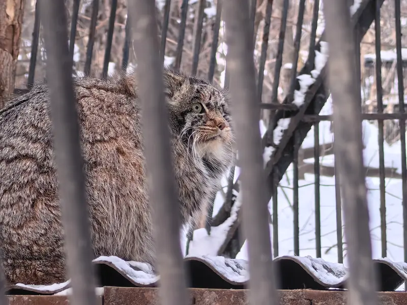 ノヴォシビルスク動物園のマリクの写真