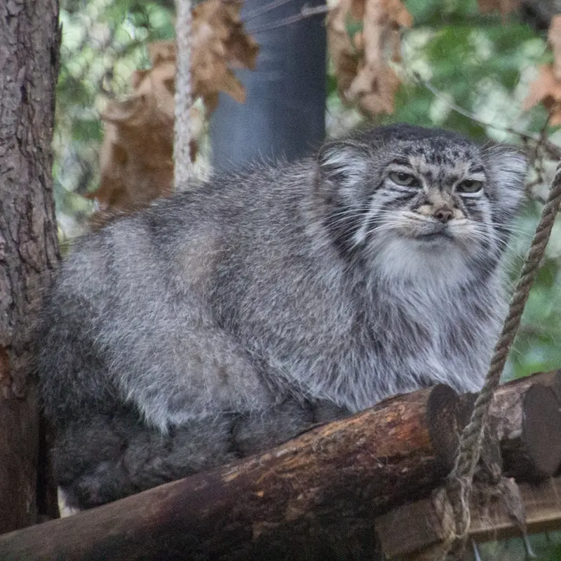 シャイアン・マウンテン動物園のナディアの写真