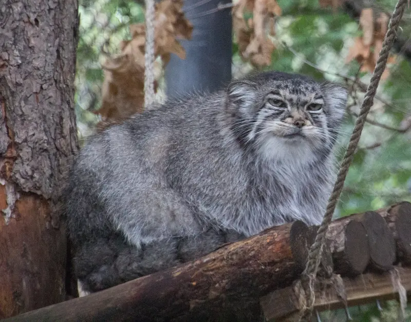 シャイアン・マウンテン動物園のナディアの写真