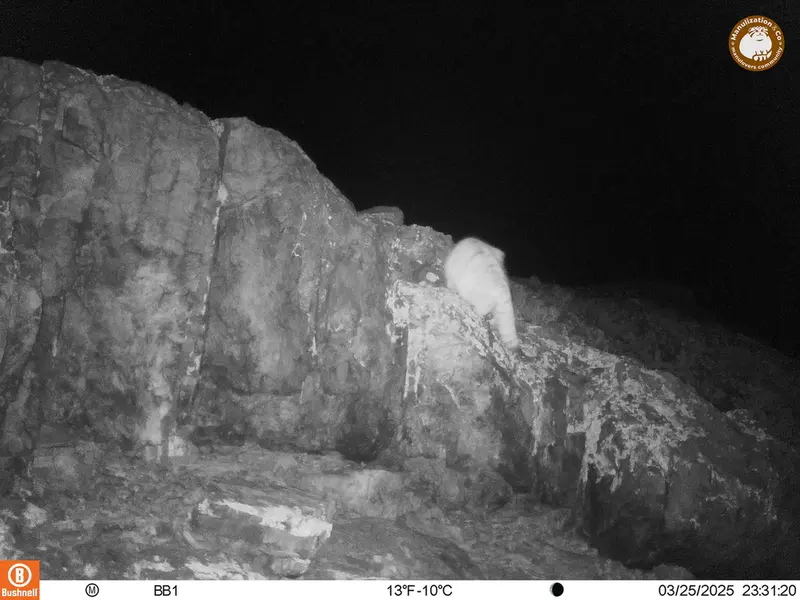 アクタス＝クンコラ［新］カメラトラップで撮影したOtocolobus manul manulの写真